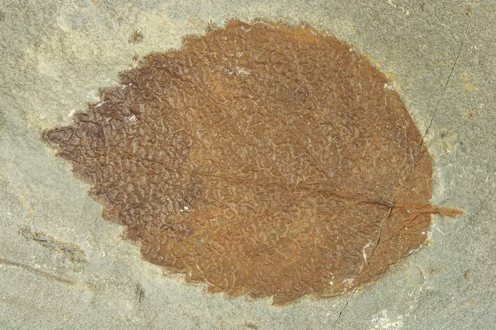 Fossil Leaf (Browniea) - Montana #270960